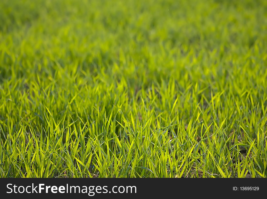 Farm of green grass of long leaf in sunlight. Farm of green grass of long leaf in sunlight