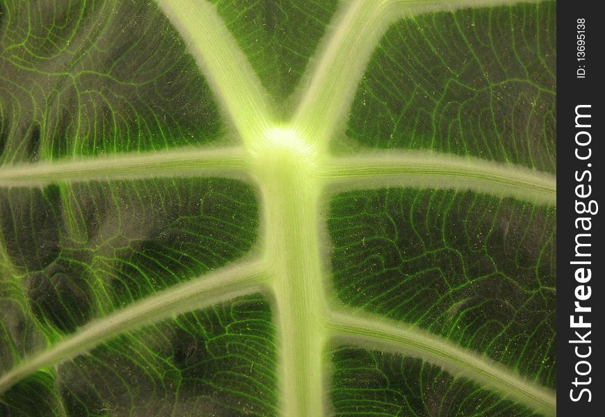 Page Alocasia. Macro