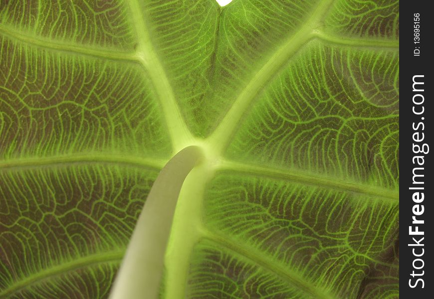 Leaf of Alocasia, underside. Macro. Sheet with stalk. Leaf of Alocasia, underside. Macro. Sheet with stalk