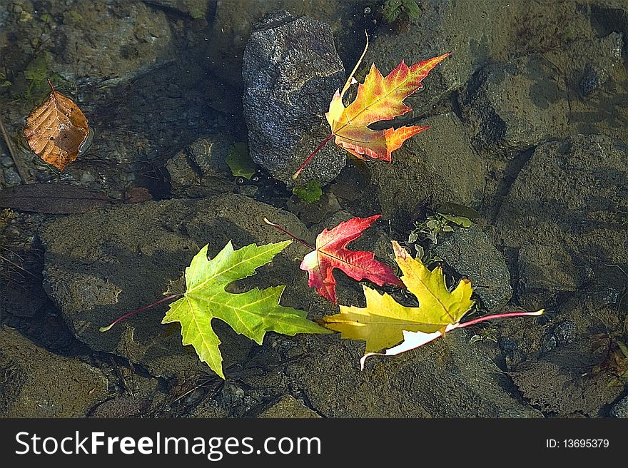 Some leafes floating on water. Some leafes floating on water