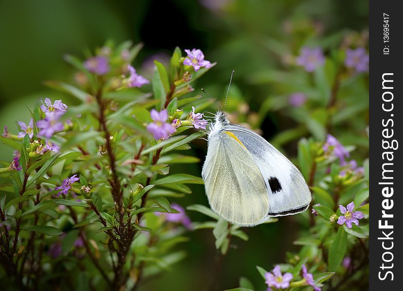 Butterfly and flower