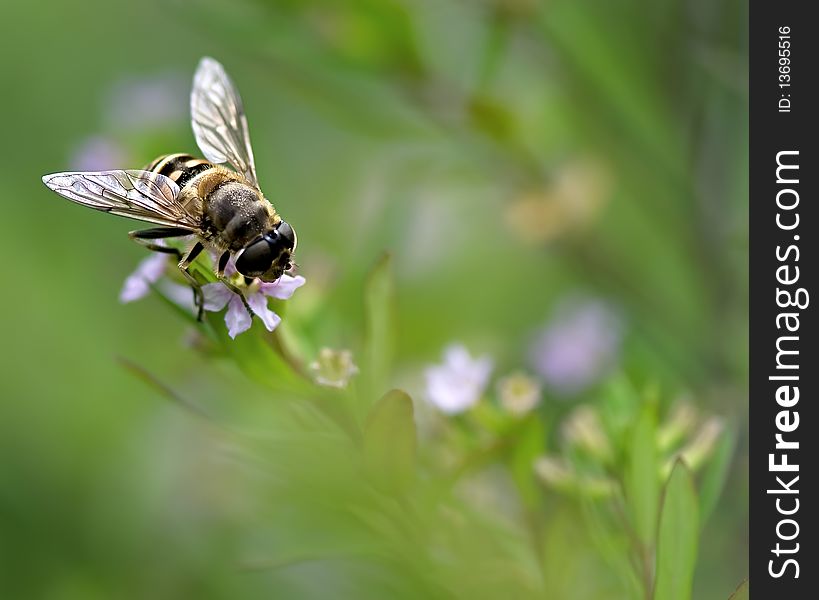 Syrphid And Flower