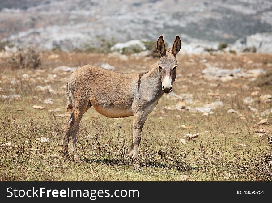 Wild donkey mule. Island Socotra