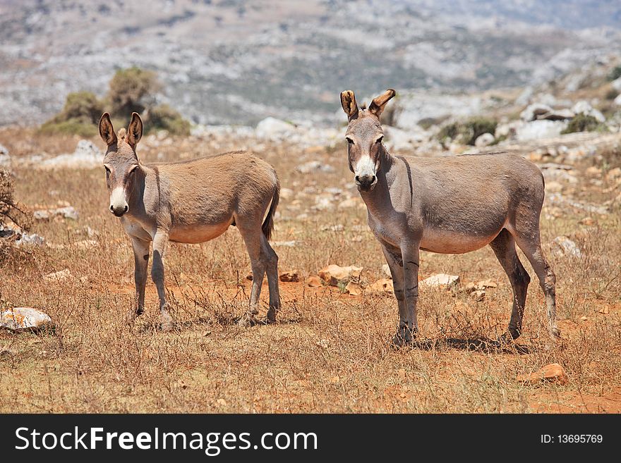 Wild donkey mule. Island Socotra