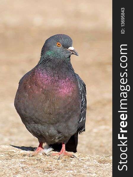 It is a pigeon in Perm city, Russia. It is a pigeon in Perm city, Russia