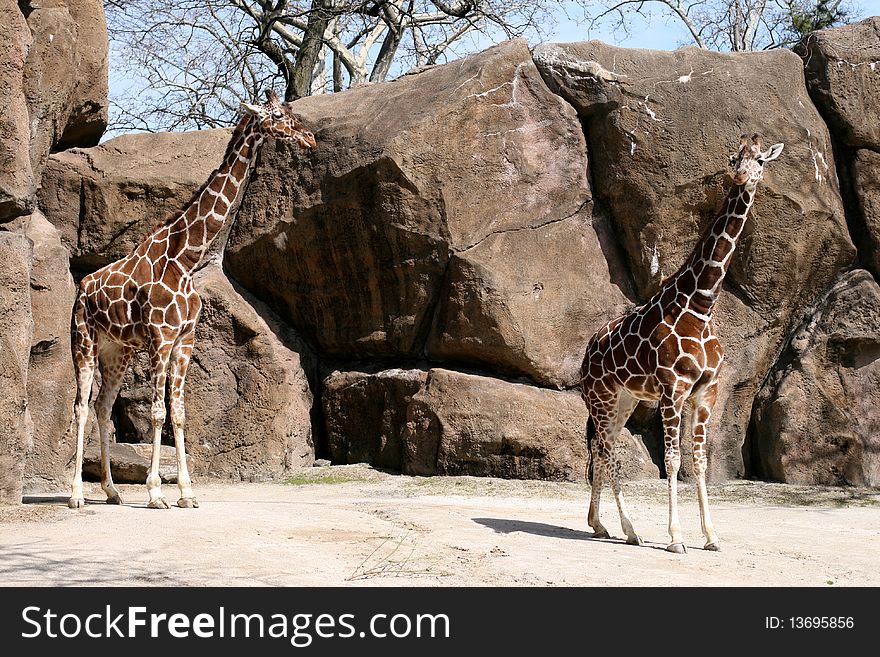 Two giraffes in a zoo