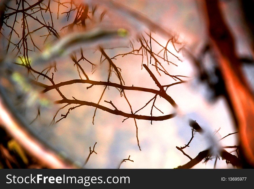 Branches Reflecting In Rusty Water