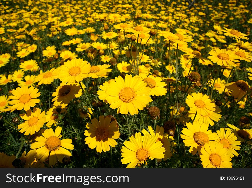 Planting of yellow daisies in the country-side