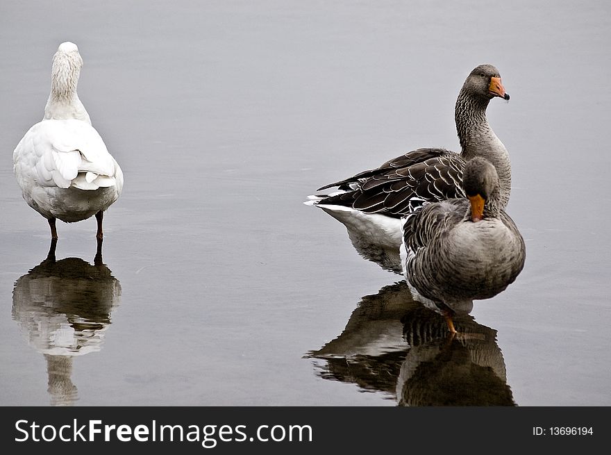 Three goose on shallow water