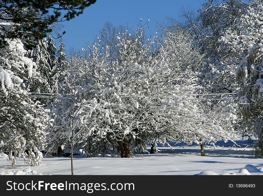 Snow Covered Tree In The Park