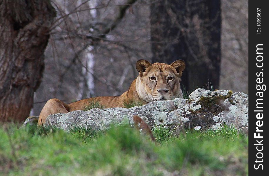 A lion laying behind a rock watching if there is something to hunt. A lion laying behind a rock watching if there is something to hunt