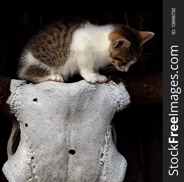 Little scary kitten with black eyes on the cow skull