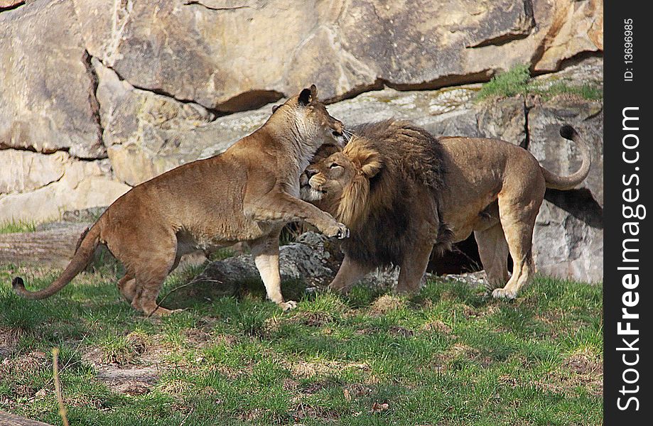 Playing lion couple
