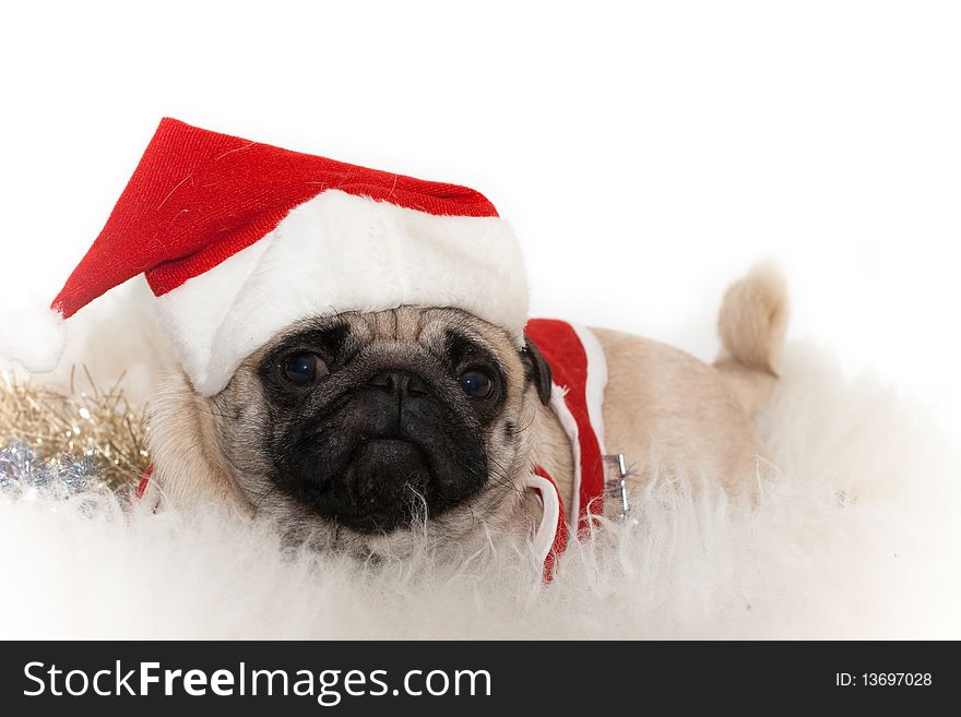 Photo of sweet pug in Santa's cap on the white background