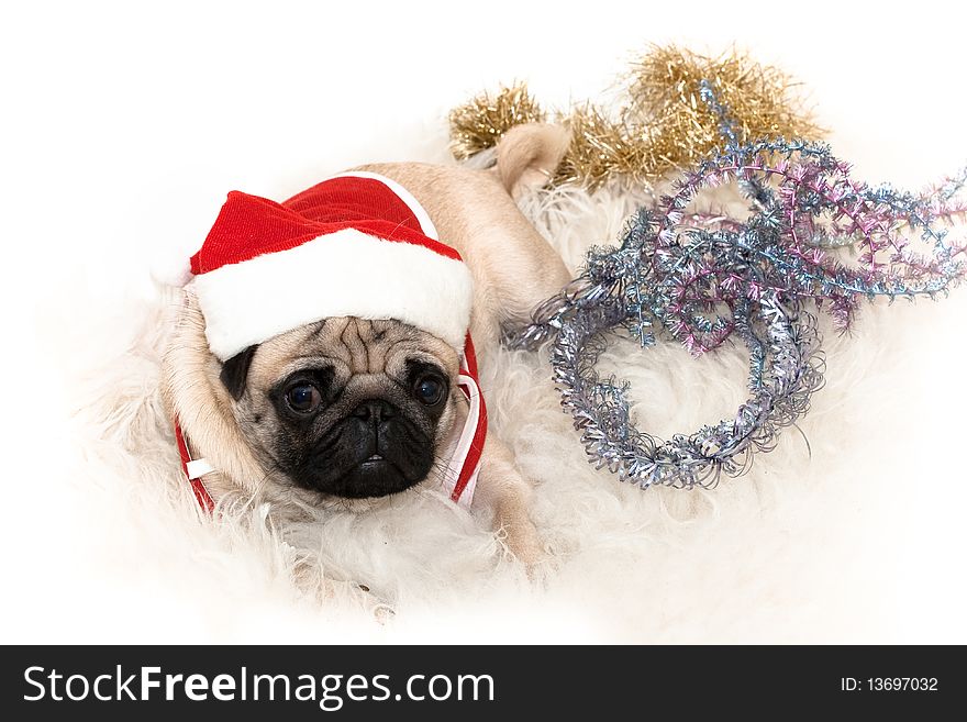 Photo of sweet pug in Santa's cap on the white background