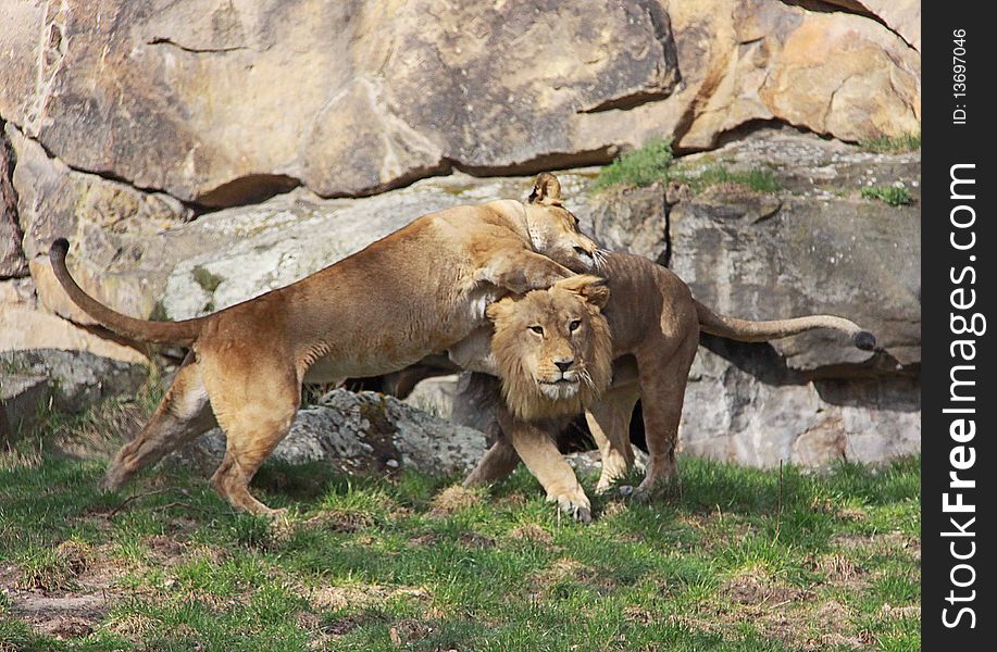 A lion couple playing with each other, the male seems to be a little unhappy. A lion couple playing with each other, the male seems to be a little unhappy