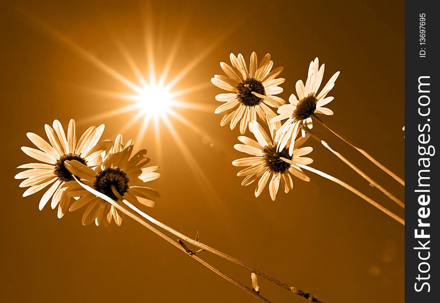 Flowerses of the daisywheel on solar background. Flowerses of the daisywheel on solar background