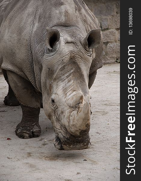 Shoot this rhinoceros in Zoo