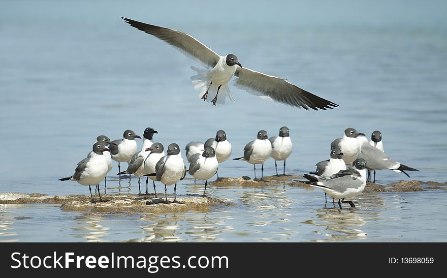 Laughing gulls by the water, resting and flying. Picture taken in Nassau Bahamas. Laughing gulls by the water, resting and flying. Picture taken in Nassau Bahamas.