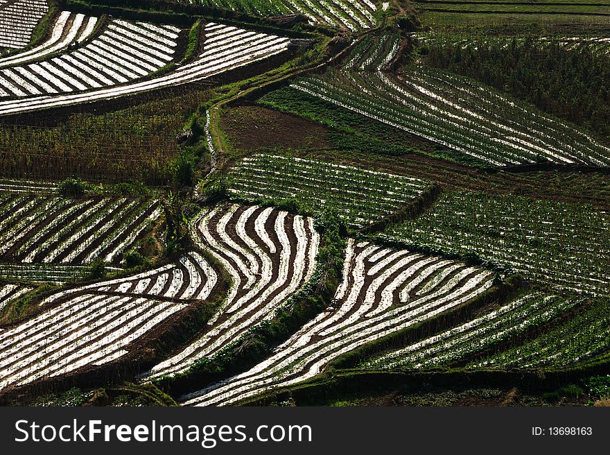 Terraced field in the sunshine.