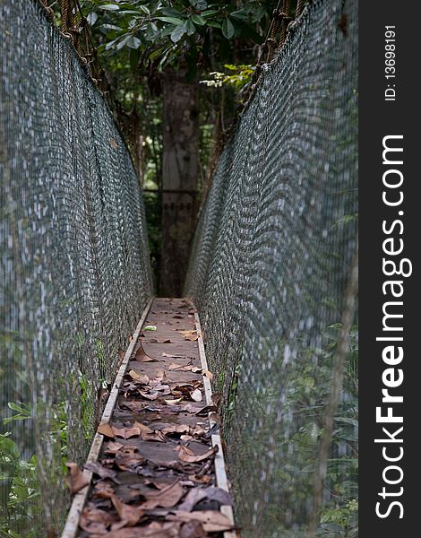 View of a canopy tree top walk in Bahia, Brazil. View of a canopy tree top walk in Bahia, Brazil