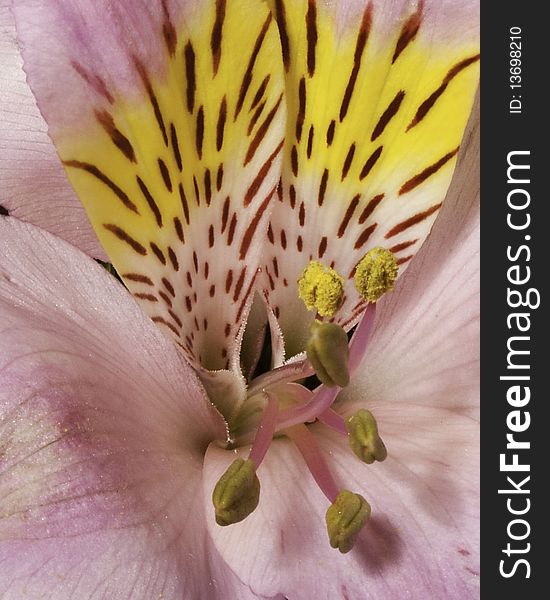 Pink Fressia flower closeup showing yellow colors. Pink Fressia flower closeup showing yellow colors