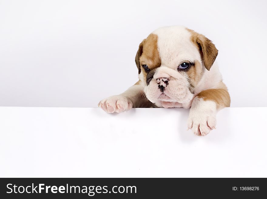 English Bulldog puppy in front of white background with space for text. English Bulldog puppy in front of white background with space for text.