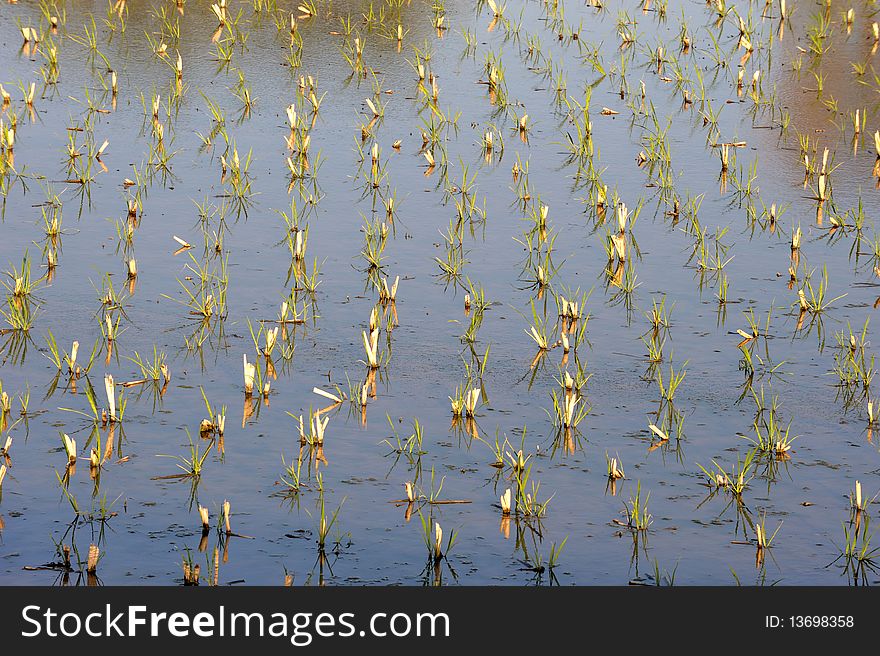Rice field in water in sunshine.