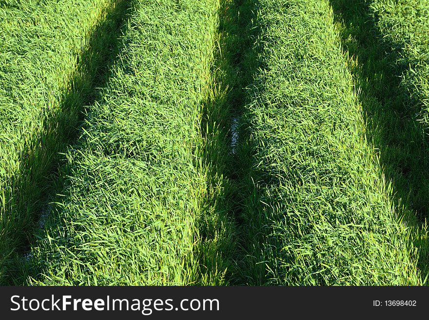 Green grass field in sunshine.