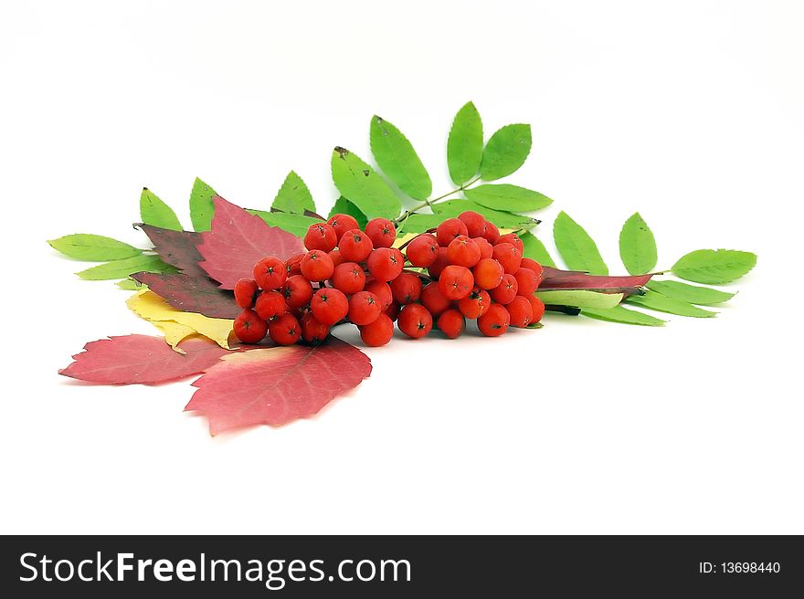 Red rowanberry and autumn leaves.