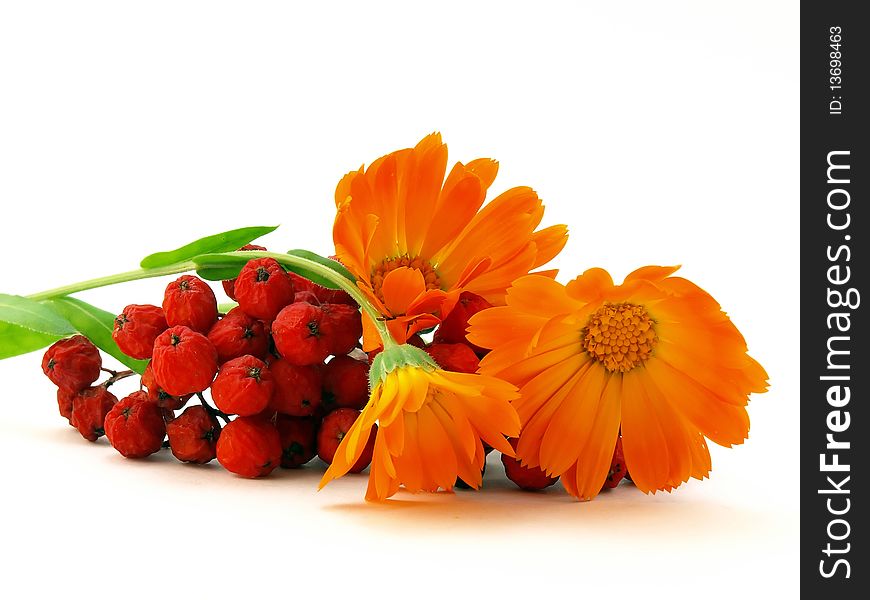 Red Rowanberry And Yellow Flower