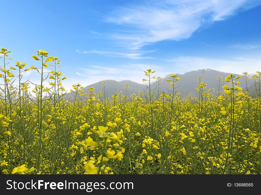 Rape Field