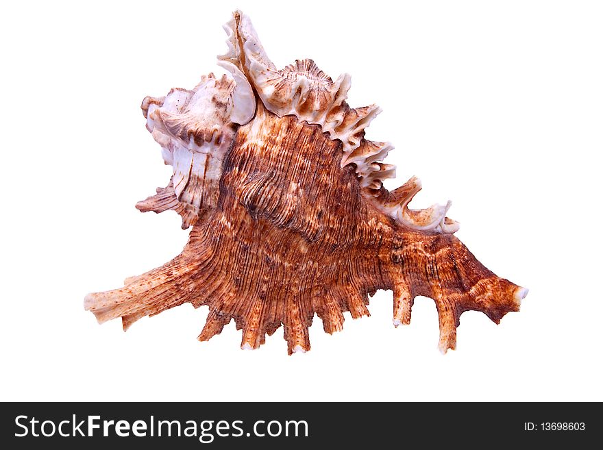 Sea Snail from tropical beach isolated item