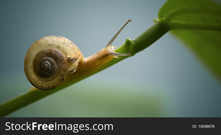 A divertive snail on branch.