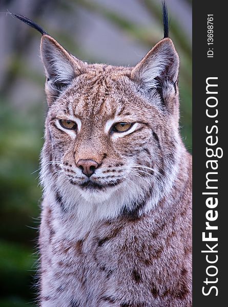 Lynx bobcat close up colour