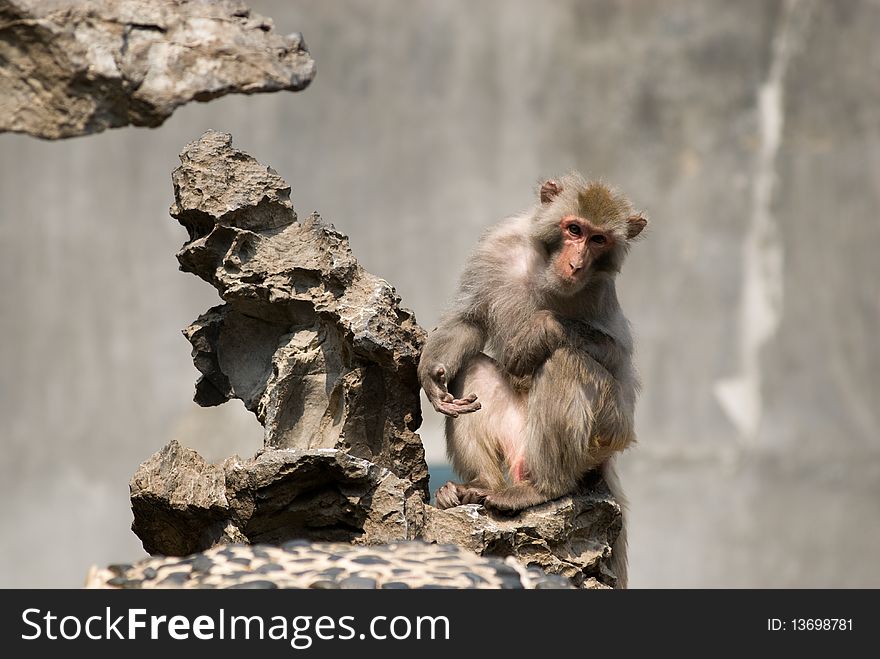 A monkey sitting in stone