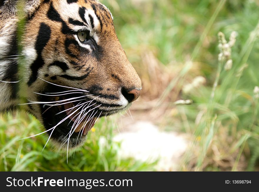 Super sharp image of tiger head close-up