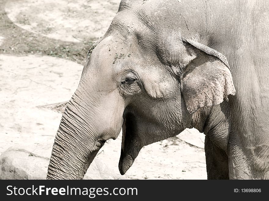 Asian elephant in the zoo