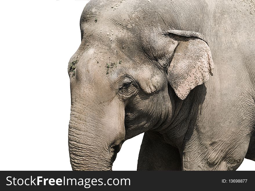 Asian elephant in the zoo