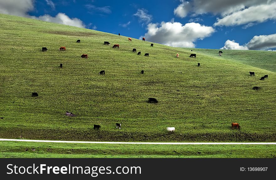 Cows on the hillside in California, USA
Without electric cables. Cows on the hillside in California, USA
Without electric cables