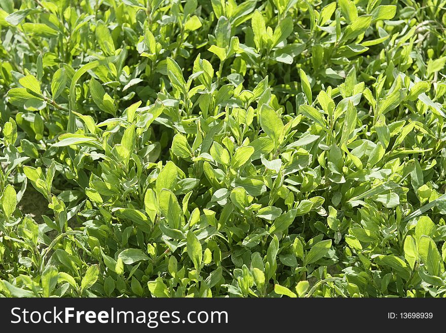 Green grass in a sunny day, texture. Green grass in a sunny day, texture