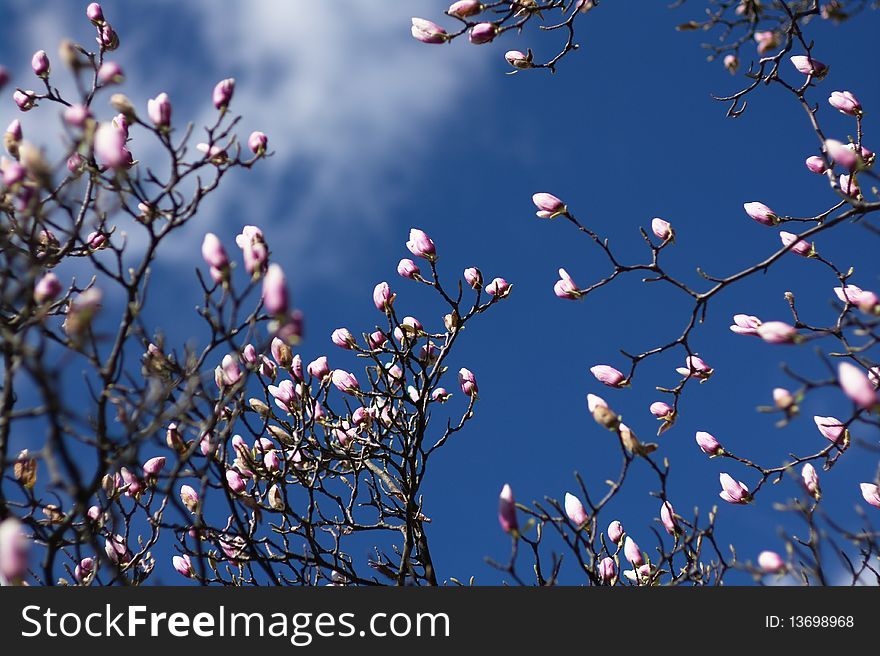 Flowers of magnolia in spring blossom with blue sky. Flowers of magnolia in spring blossom with blue sky