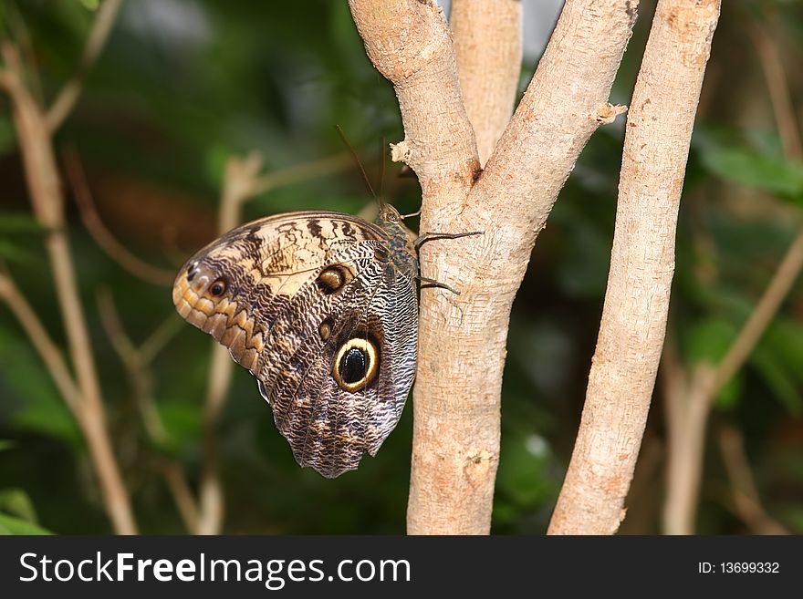 Owl Butterfly (Caligo Memnon) on a tree