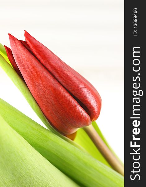 Red tulip on a white background