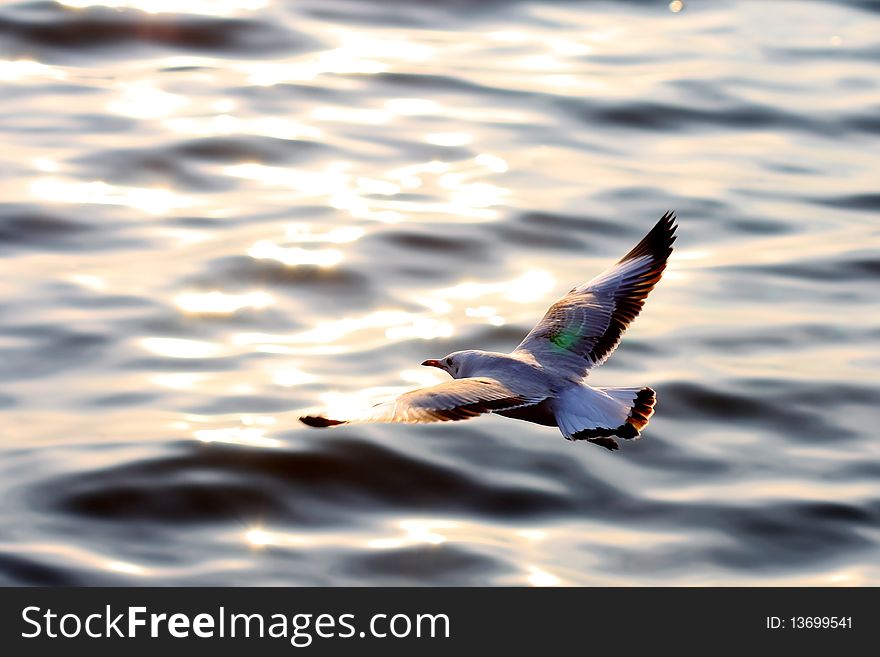 Seagull In Flight