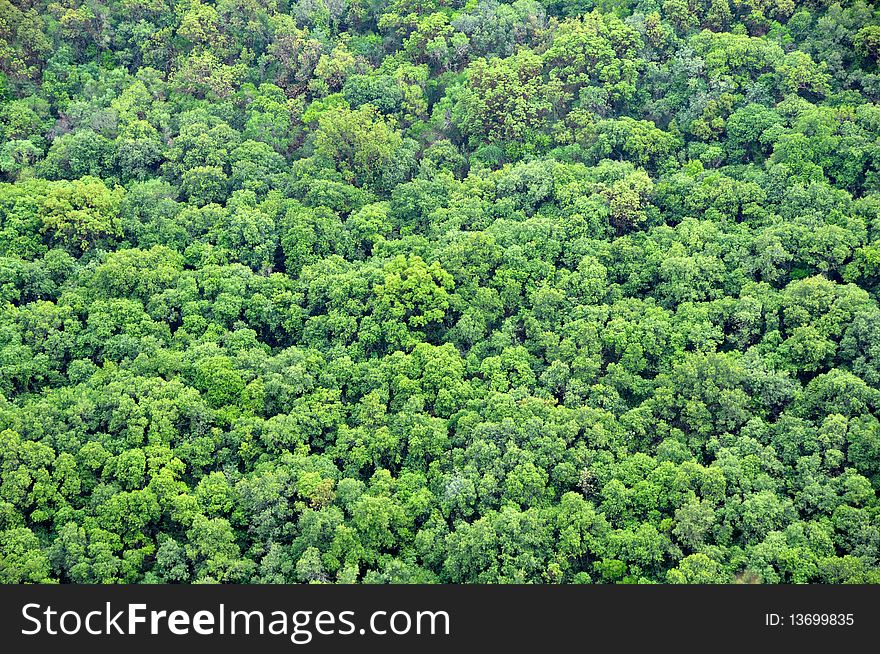 View of green woods from bird flight altitude. View of green woods from bird flight altitude.
