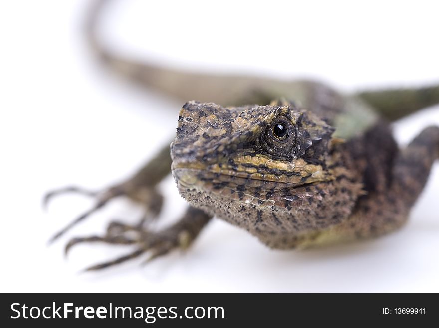 A lizard on a white background