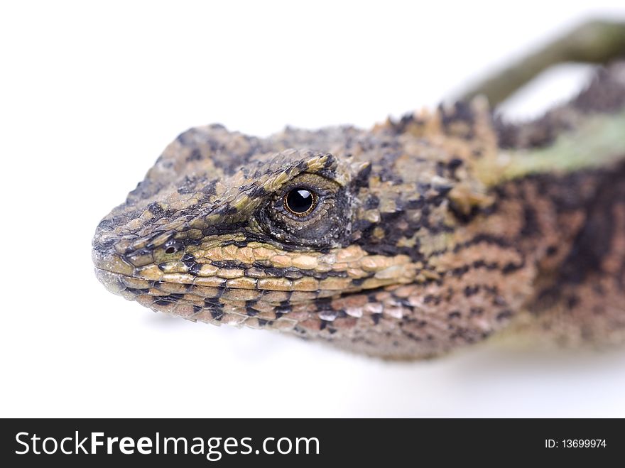 A lizard on a white background