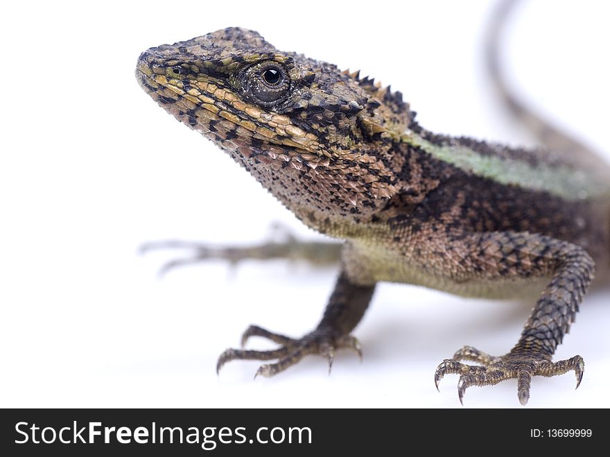 A lizard on a white background