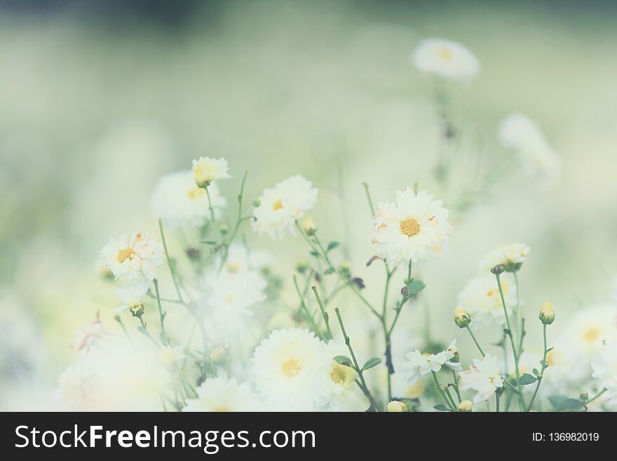 Chrysanthemum flower in nature